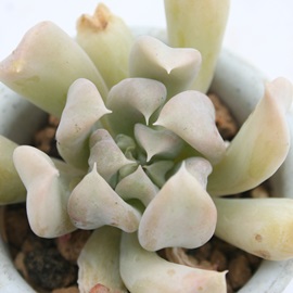 gbvV[cr[AgbvXv_[,gbvV[^[r[AGPxA-Echeveria cv 'TOPSY TURUVY'