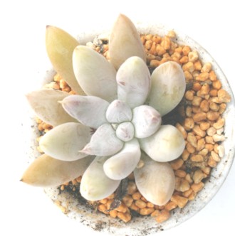 g}lVXAGPxA-Echeveria tolimanensis