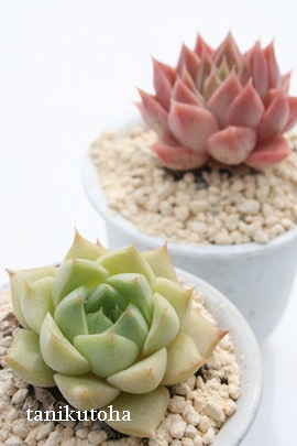 cM_AGPxA-Echeveria purpusorum turgida