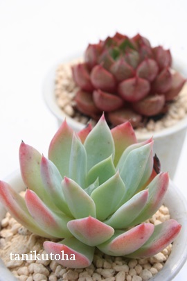 gVXAGPxA-Echeveria cv 'tolimensis'