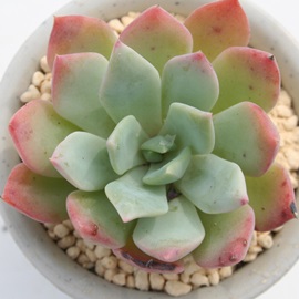 gVXAGPxA-Echeveria cv 'tolimensis'