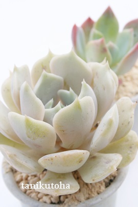 fXZAiAGPxA-Echeveria cv 'DERENCEANA'