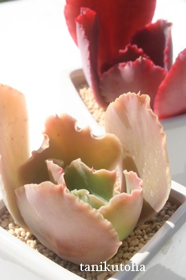 h[o[AGPxA-Echeveria cv 'DOVER'