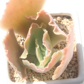 h[o[AGPxA-Echeveria cv 'DOVER'