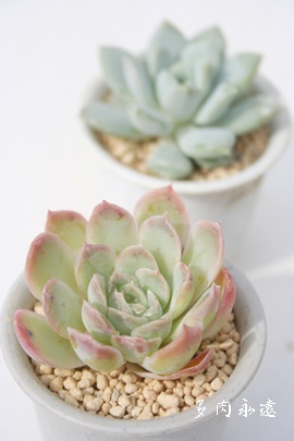 ȅ,̂悢AGPxA-Echeveria chihuahuensis