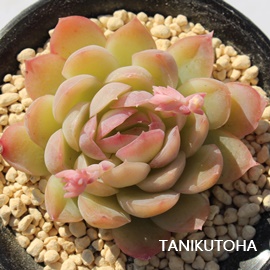 ȅ,̂悢AGPxA-Echeveria cv 'TUKIKAGENOYOI'