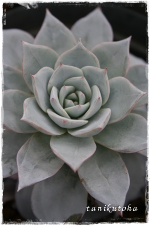 fX`AiAGPxA-Echeveria peacockii 'DESMETIANA'