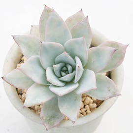 fX`AiAGPxA-Echeveria peacockii 'DESMETIANA'