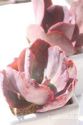 fCgAGPxA-Echeveria cv 'DELIGHT'