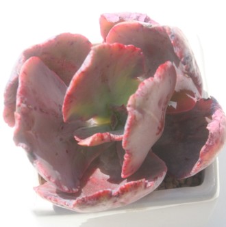 fCgAGPxA-Echeveria cv 'DELIGHT'