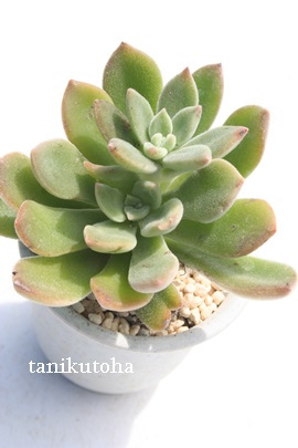 ʂ̐AvrJ[AGPxA-Echeveria cv 'PULVI-CARN'