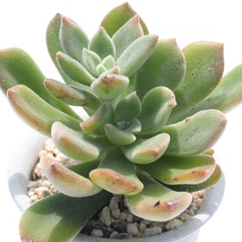 ʂ̐AvrJ[AGPxA-Echeveria cv 'PULVI-CARN'