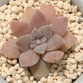 ,AGPxA-Echeveria cv 'TUKISUZU'