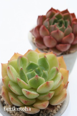 hbvAGPxA-Echeveria cv 'DLOP'