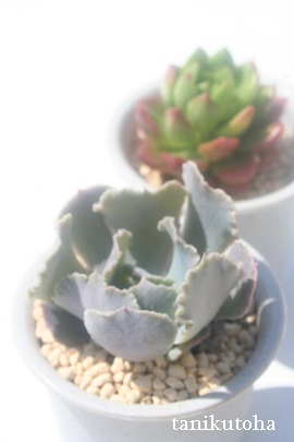 gtXAGPxA-Echeveria shaviana cv truffles