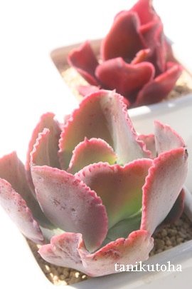 fBbNXsNAGPxA-Echeveria cv 'DICK'S PINK'