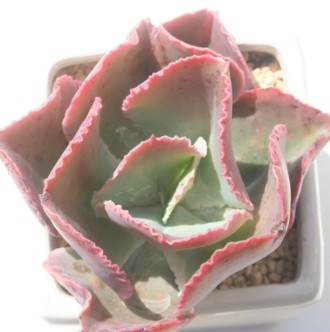 fBbNXsNAGPxA-Echeveria cv 'DICK'S PINK'