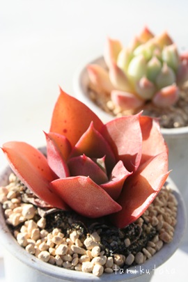 ỉ؁AGPxA-Echeveria TOHANOHANA