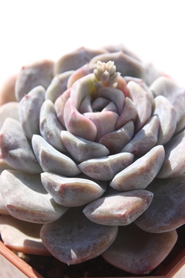 ^Cj[o[K[AGPxA-Echeveria Twilight