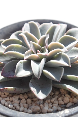 gCCgAGPxA-Echeveria Twilight