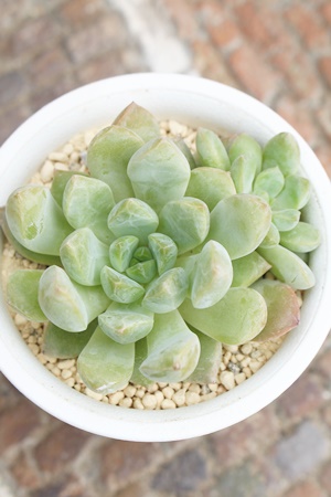 `R啟,`R啟GPxA,`R啟̒ʔ,`R啟gt,`R啟̈ĕ₵,`R啟ic,cʔ-Echeveria choco daifuku