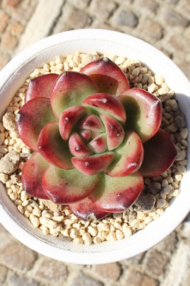 gtXAGPxA-Echeveria shaviana cv truffles