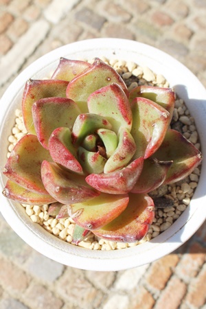 ŉ,ŉ؃GPxA,ŉ؂̒ʔ,ŉ؍gt,ŉ؂̈ĕ₵,ŉؑic,icʔ-Echeveria dokubana