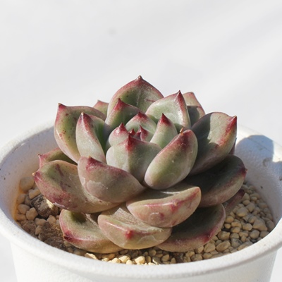 ŗь啟,ŗь啟GPxA,ŗь啟̒ʔ,ŗь啟gt,ŗь啟̈ĕ₵,ŗь啟ic,icʔ-Echeveria dokuringo daifuku,iɂƂ