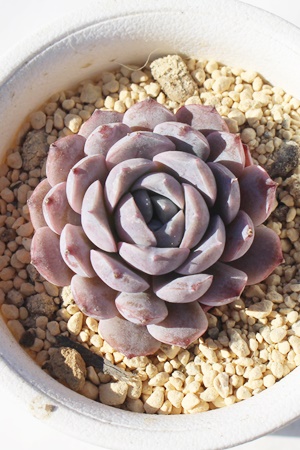 啟,啟GPxA,啟̒ʔ,啟gt,啟̈ĕ₵,啟ic,icʔ-Echeveria tububudou daifuku