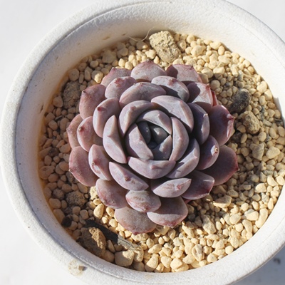 啟,啟GPxA,啟̒ʔ,啟gt,啟̈ĕ₵,啟ic,icʔ-Echeveria tububudou daifuku,iɂƂ
