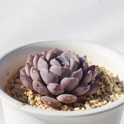 啟,啟GPxA,啟̒ʔ,啟gt,啟̈ĕ₵,啟ic,icʔ-Echeveria tububudou daifuku,iɂƂ