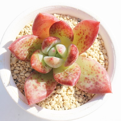 䕃V[xbg,䕃V[xbgGPxA,䕃V[xbg̒ʔ,䕃V[xbggt,䕃V[xbg̈ĕ₵,䕃V[xbgic,icʔ-Echeveria dokuichigo sherbet,iɂƂ
