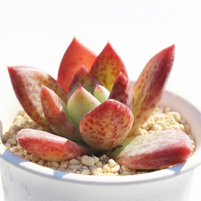 䕃V[xbg,䕃V[xbgGPxA,䕃V[xbg̒ʔ,䕃V[xbggt,䕃V[xbg̈ĕ₵,䕃V[xbgic,icʔ-Echeveria dokuichigo sherbet,iɂƂ
