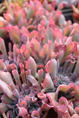 gybgsL[,gybgsL[ʔ,gybgsL[gt,gybgsL[
₵,GPxA-Echeveria agavoides sirius Daruma