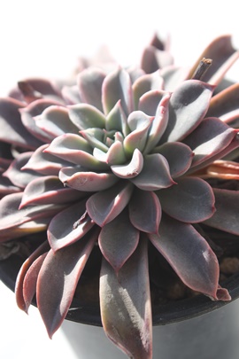 gr,grʔ,grgt,gr₵,GPxA-Echeveria Torebi