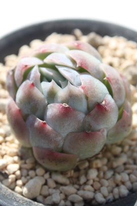 cCx[,cCx[ʔ,cCx[gt,cCx[₵,GPxA-Echeveria Twin Berry