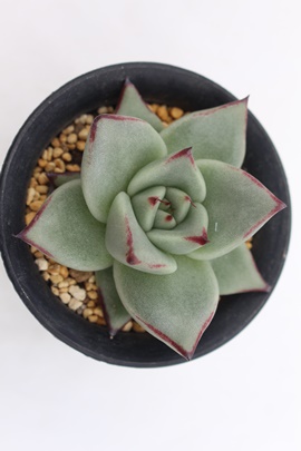 BVEX,BVEXʔ,BVEXgt,BVEX
₵,GPxA-Echeveria agavoides sirius Daruma