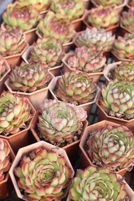 gybgsL[,gybgsL[ʔ,gybgsL[gt,gybgsL[
₵,GPxA-Echeveria agavoides sirius Daruma