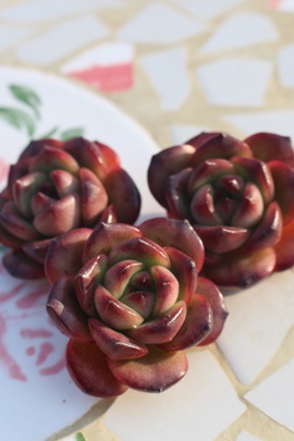 TM,TMGPxA,TM̒ʔ,TMgt,TM̈ĕ₵,TM؍c,؍cʔ-Echeveria tm,i@ɂƂ