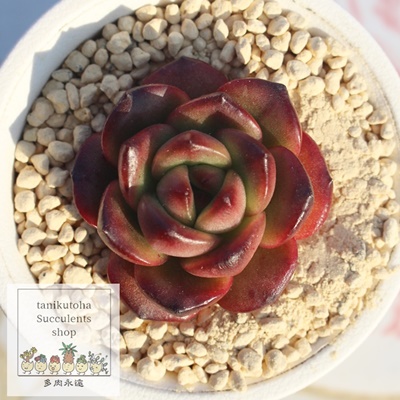 TM,TMGPxA,TM̒ʔ,TMgt,TM̈ĕ₵,TM؍c,؍cʔ-Echeveria tm,iɂƂ
