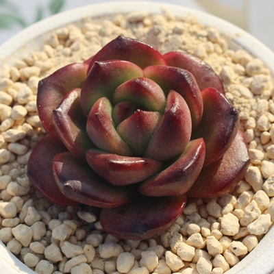 TM,TMGPxA,TM̒ʔ,TMgt,TM̈ĕ₵,TM؍c,؍cʔ-Echeveria tm,iɂƂ