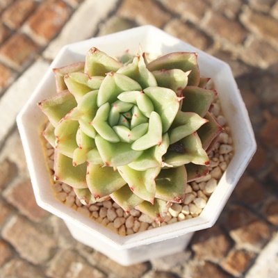 eX,eXGPxA,eX̒ʔ,eXgt,eẌĕ₵,eX؍c,؍cʔ-Echeveria tesla,iɂƂ