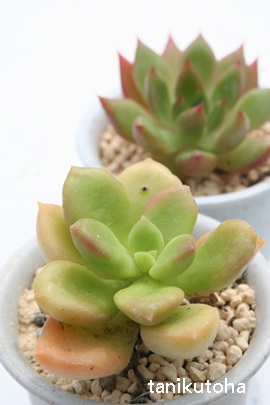 [V[c[AGPxA-Echeveria worthy two