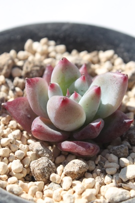 ChR[^AGPxA-Echeveria Wild colorat