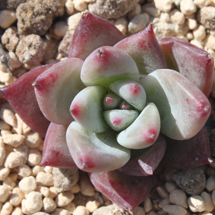 ChR[^AGPxA-Echeveria Wildcolorat