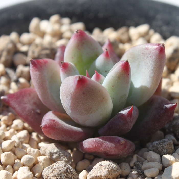 ChR[^AGPxA-Echeveria Wildcolorat