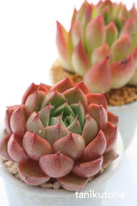 aȂłA܂ƂȂłAGPxA-Echeveria cv 'YAMATONADESIKO'