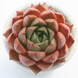 aȂłA܂ƂȂłAGPxA-Echeveria cv 'YAMATONADESIKO'