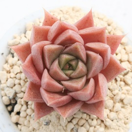 ảA܂Ƃ̂AGPxA-Echeveria cv 'YAMATONOUTAGE'