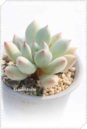 ,߂傤,ύgt,ω,ϒʔ,ψĕB₵,GPxA-Echeveria cv YUMEGESYOU